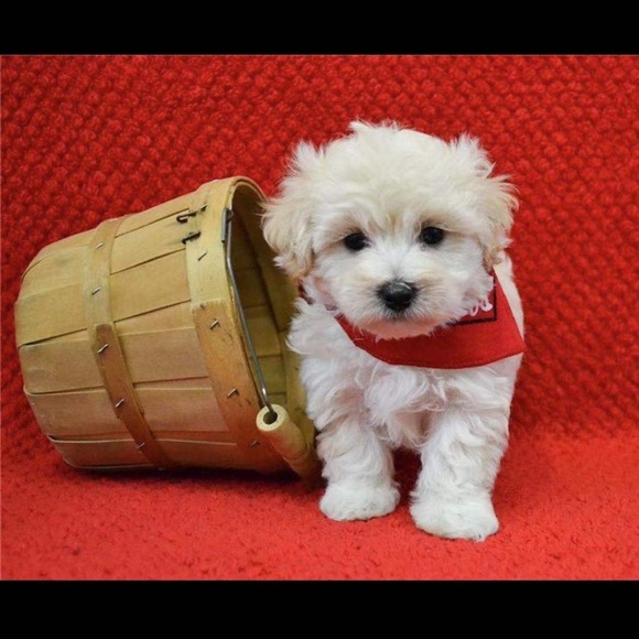 Meet your Posher, Derek - Picture 1 of 1